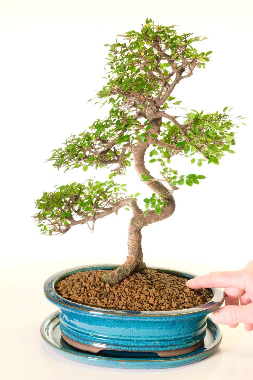 Comes potted in a pretty blue ceramic pot with matching drip tray