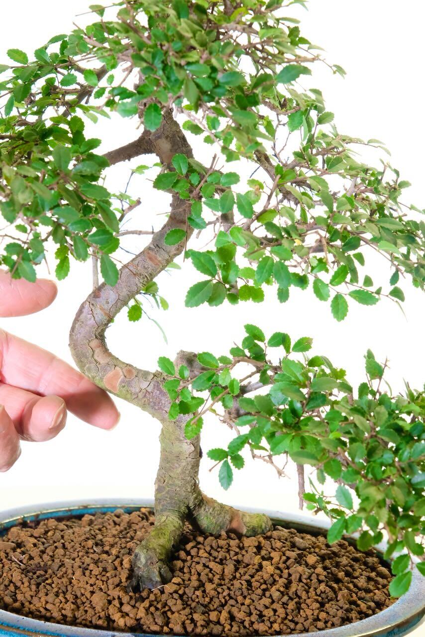 Great branch placement and textured bark - I love the root exposure at the base!