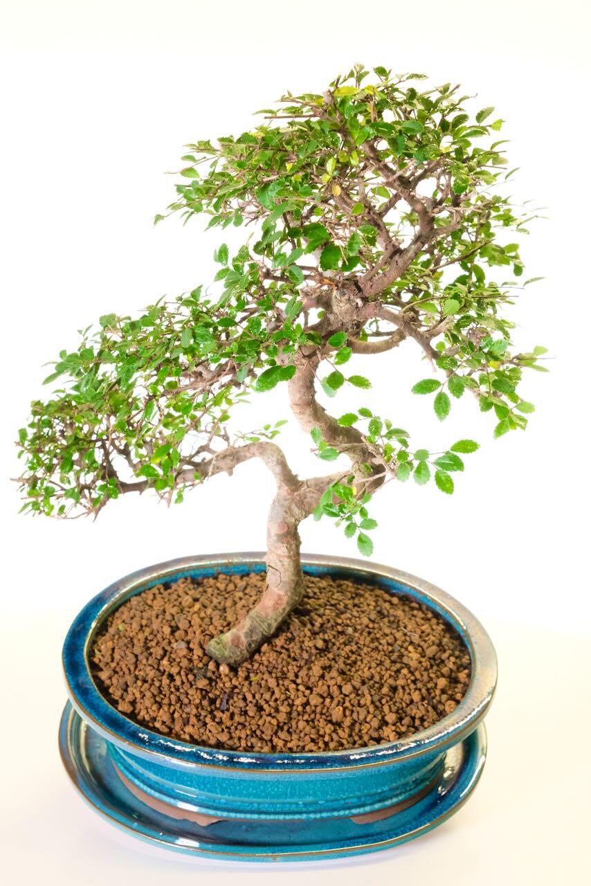 The canopy is filled with rich green, serrated leaves