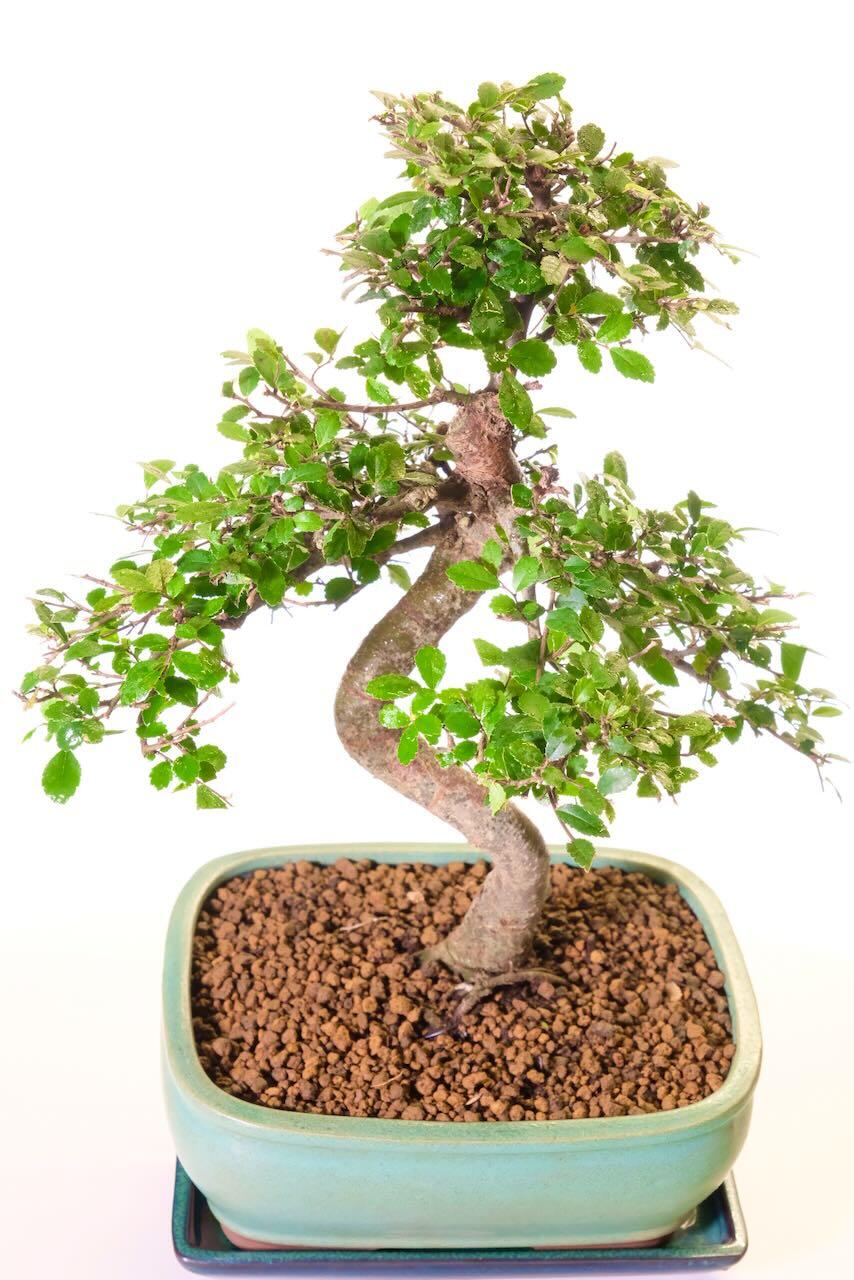 Delivery is FREE across most of the UK with options to upgrade available!