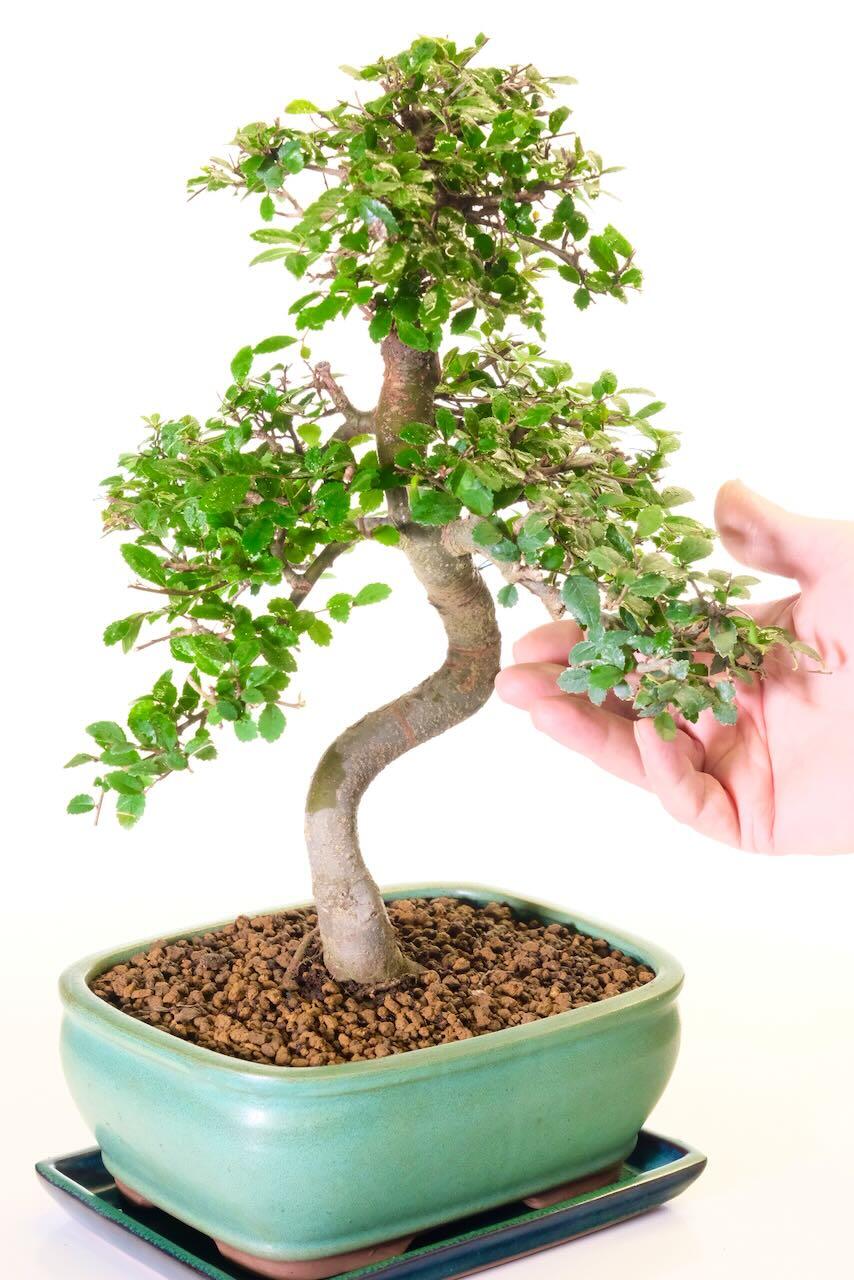 Lovely branch placement with rich foliage pads