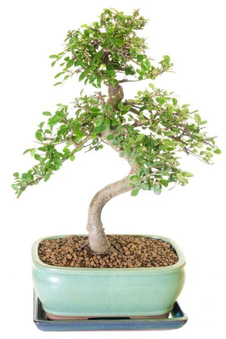 Beautifully designed Chinese Elm indoor bonsai tree for sale UK