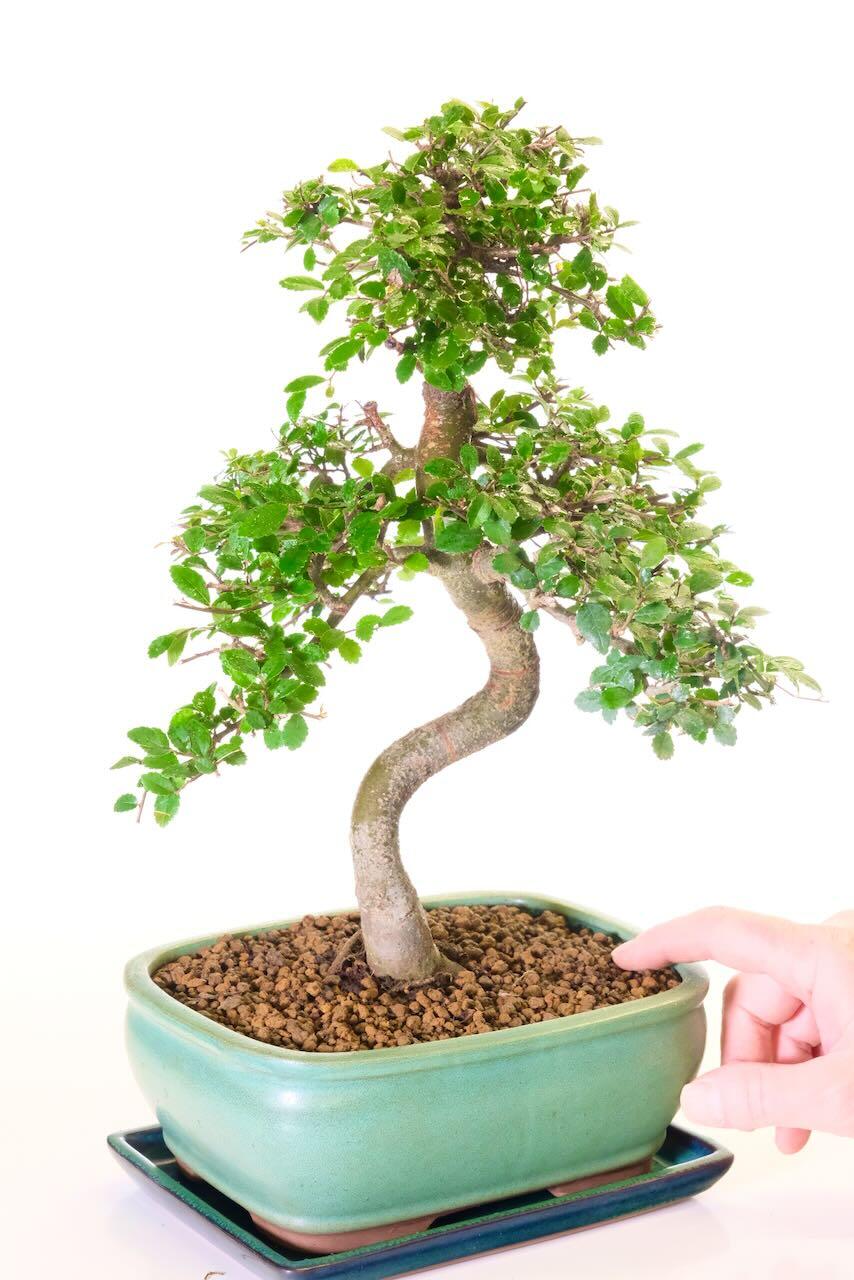 Comes potted in a beautiful sage green ceramic bonsai pot with complimenting drip tray