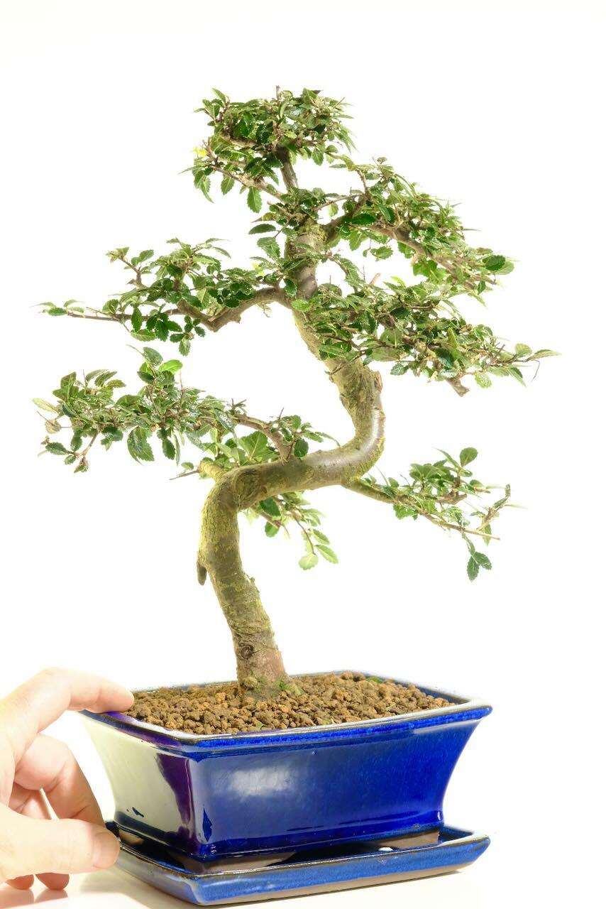 Comes potted in a deep blue ceramic pot with matching drip tray