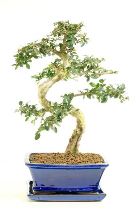 Fantastic evergreen indoor bonsai tree for sale | Chinese Elm / Ulmus parvifolia / Zelkova