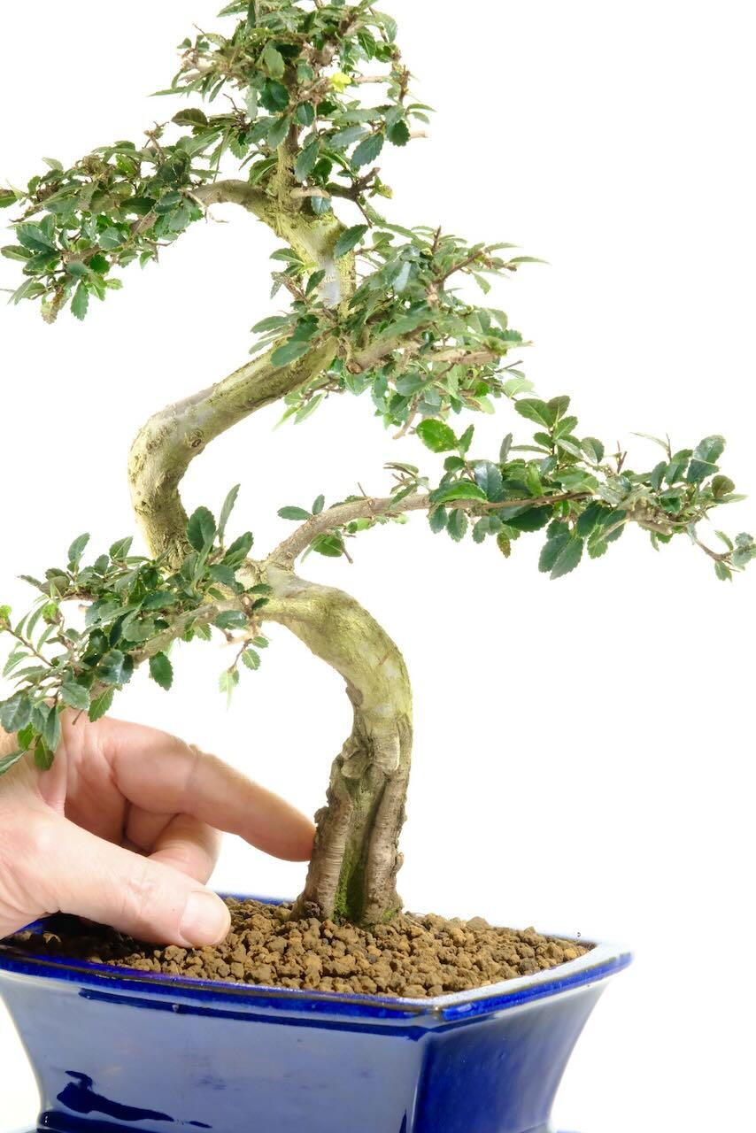 Phenomenal shari feature rises from the base of the trunk