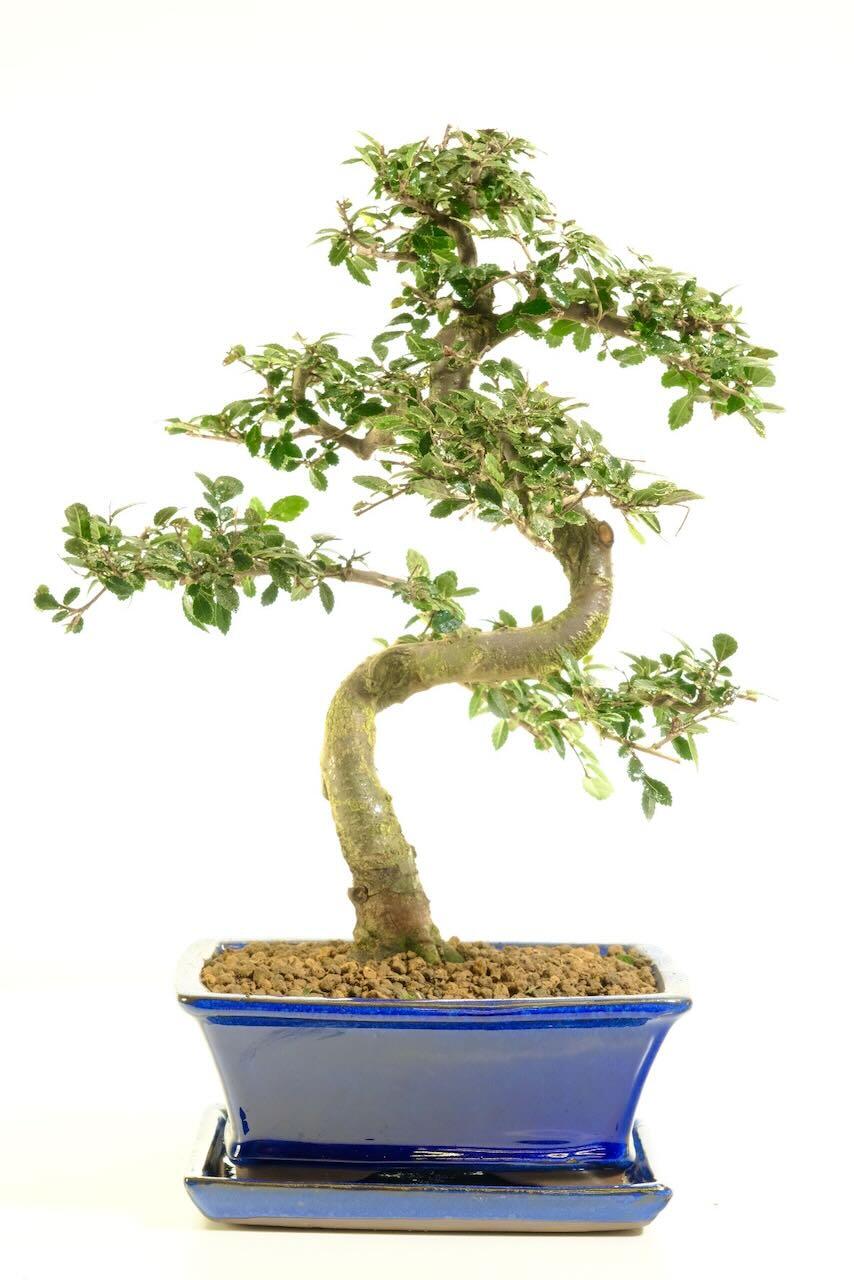 Delivery across the UK is FREE on a next working day service, unless you choose your delivery date! Premium, Weekend and "Highlands & Islands" delivery options are available