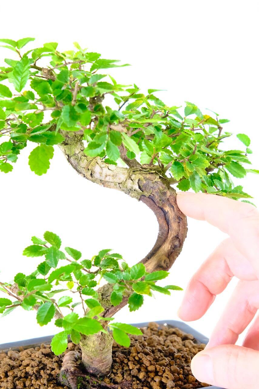 Shari: A Natural Touch of Age and Character