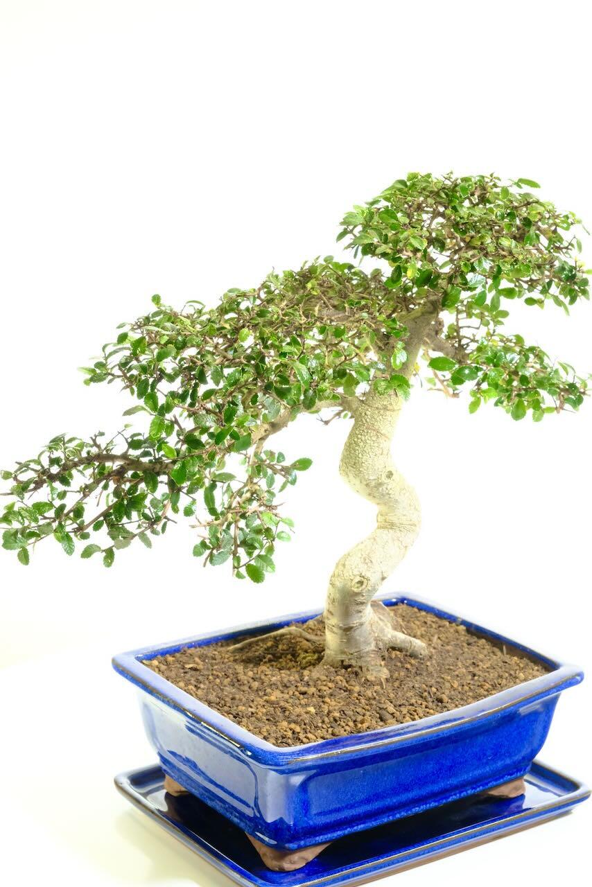 Comes potted in a rich royal blue ceramic pot with matching drip tray | Delivery is FREE to most of the UK