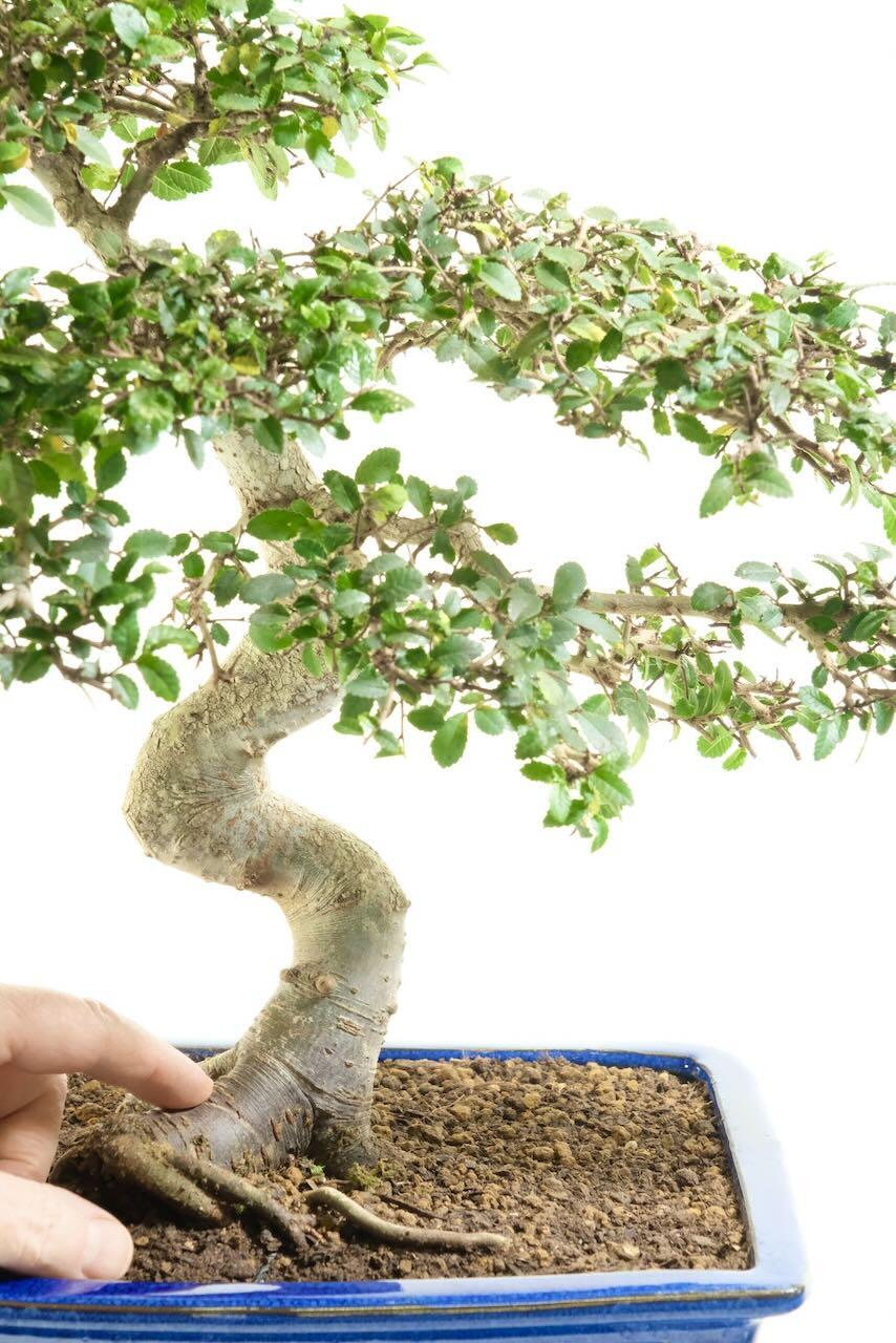 Stunning thick trunk design with impressive root flare