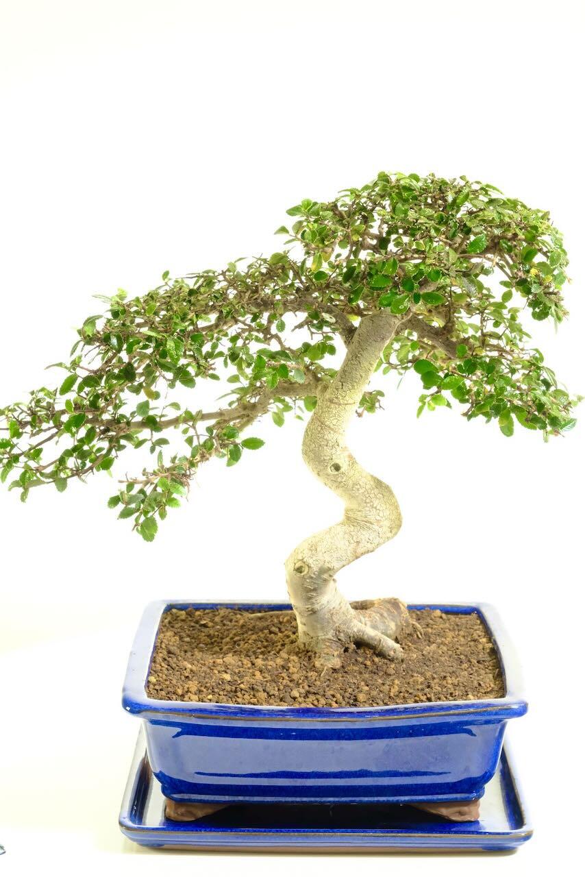 Powerful, Commanding, Impressive, Easy Care Chinese Elm Bonsai