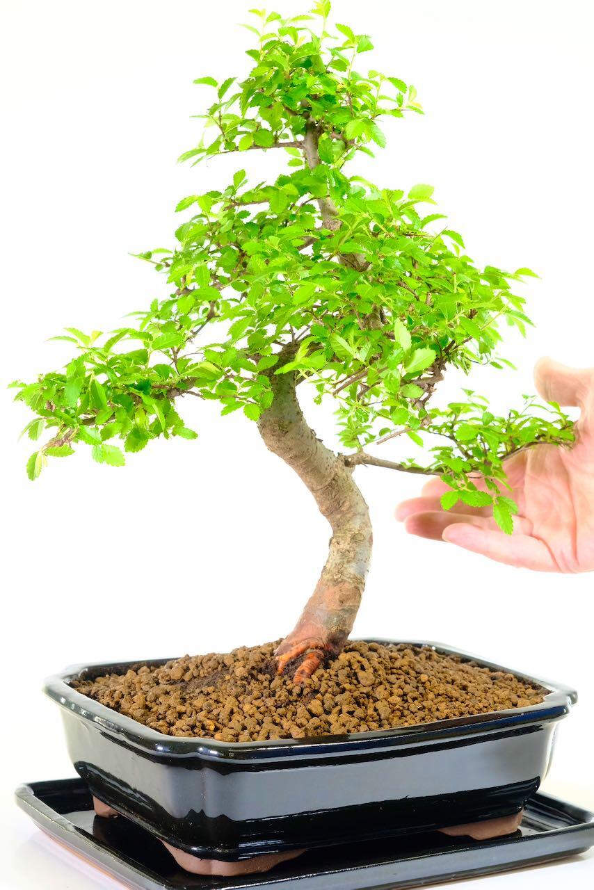 Ultimate beginners bonsai tree