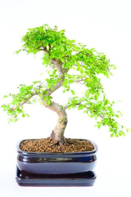 Incredible Chinese Elm Bonsai Tree | Neat, Commanding Presence & Impressive Stature - Top Quality Bonsai