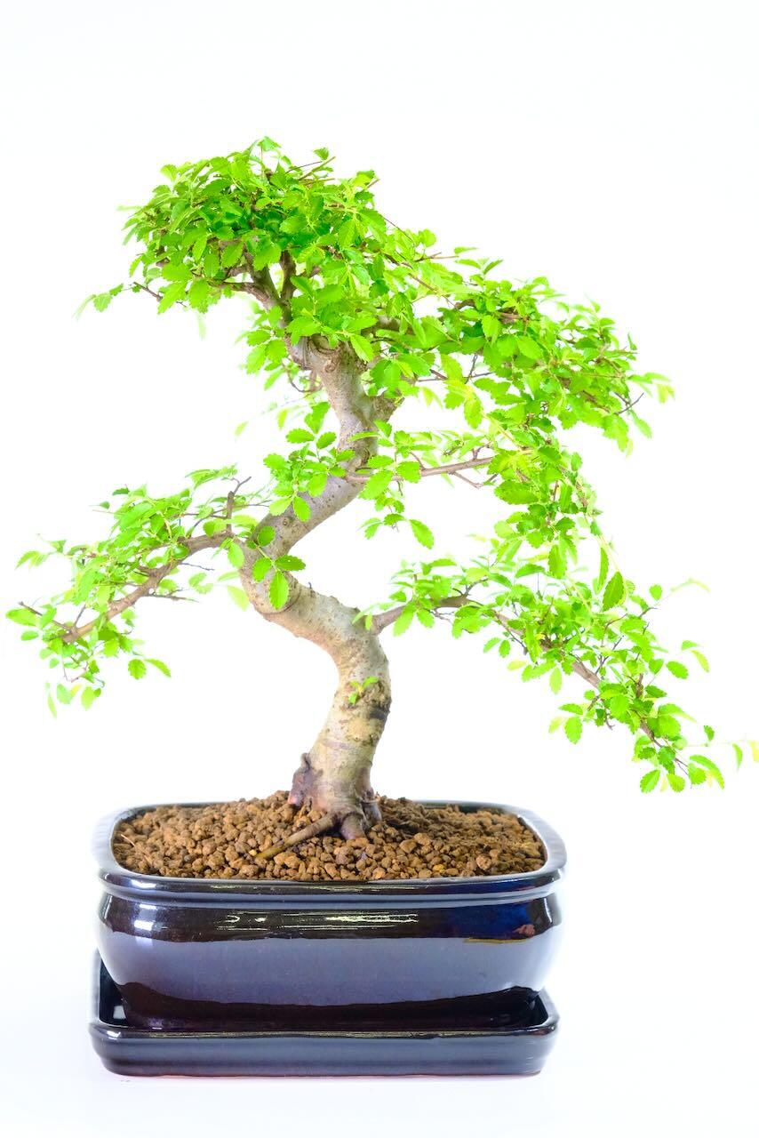 Incredible Chinese Elm Bonsai Tree | Neat, Commanding Presence & Impressive Stature - Top Quality Bonsai