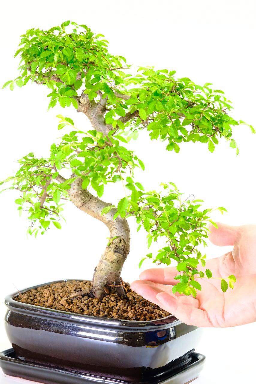 Flourishing Chinese Elm in black bonsai pot