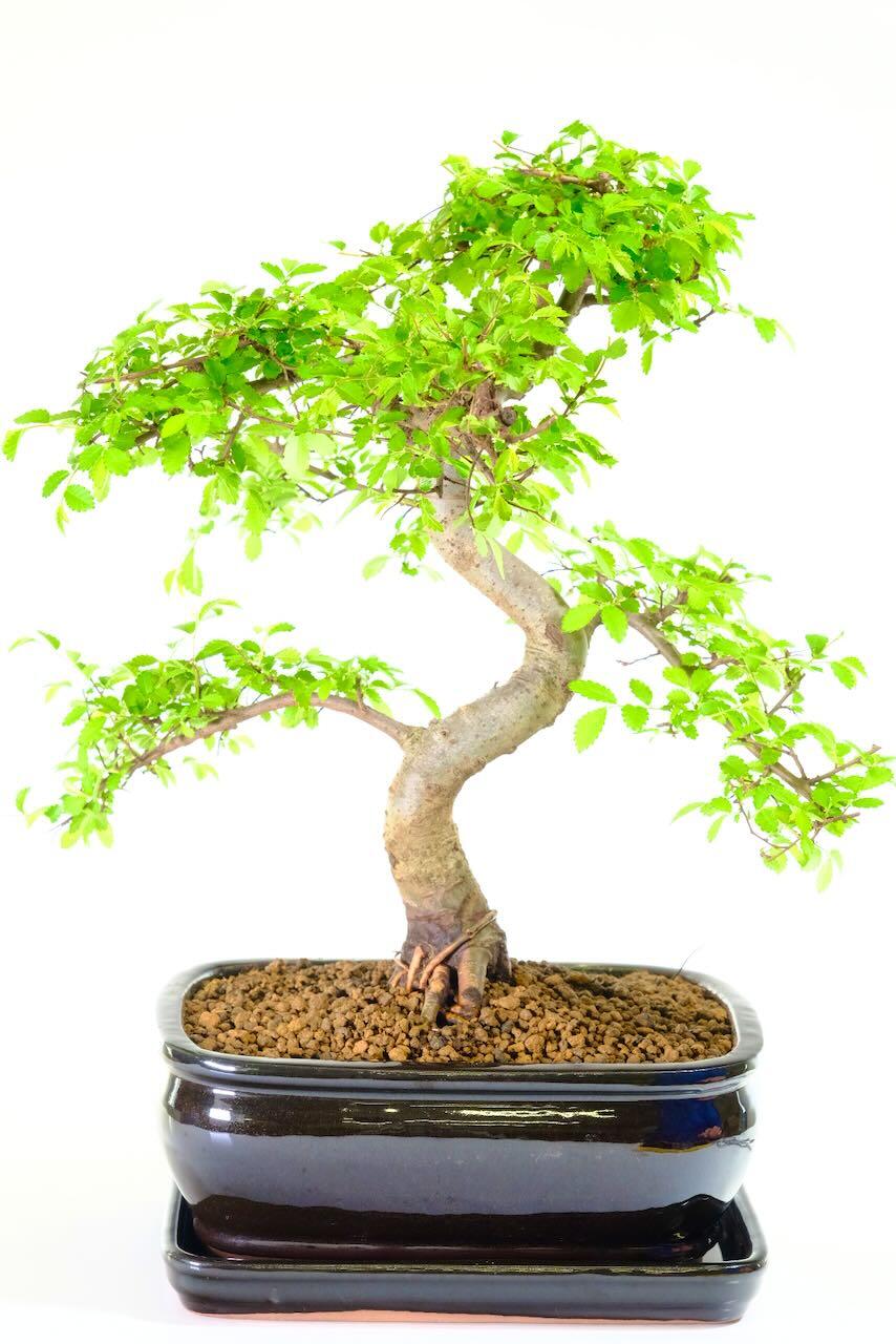 Mature quality Chinese Elm bonsai for sale form the experts