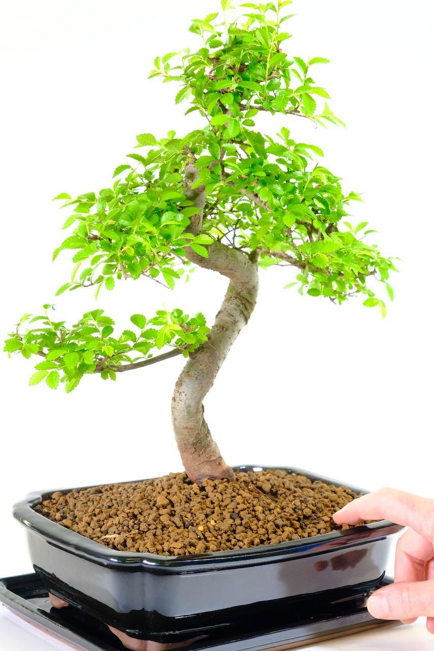 16-Year-Old Artistic Chinese Elm Bonsai Tree