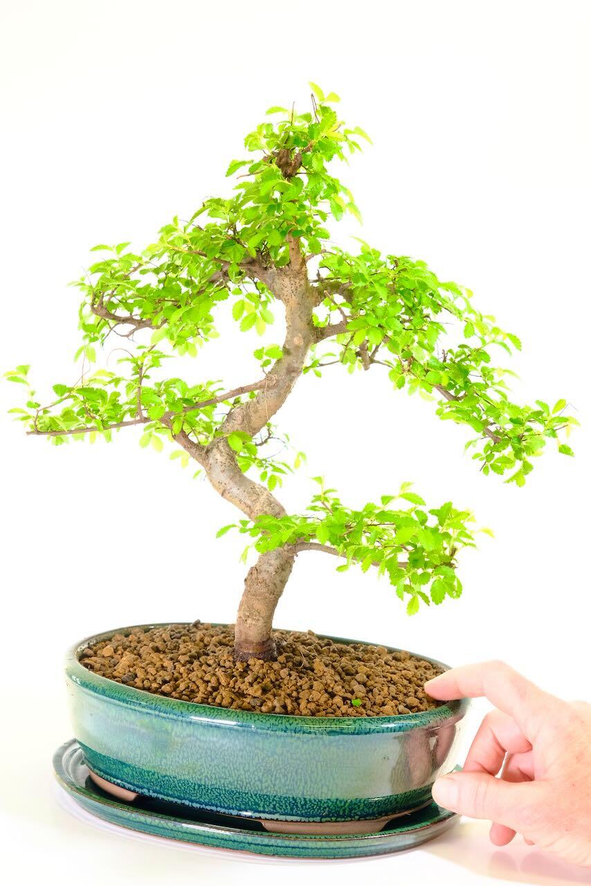 Chinese Elm potted into forest green quality ceramic pot