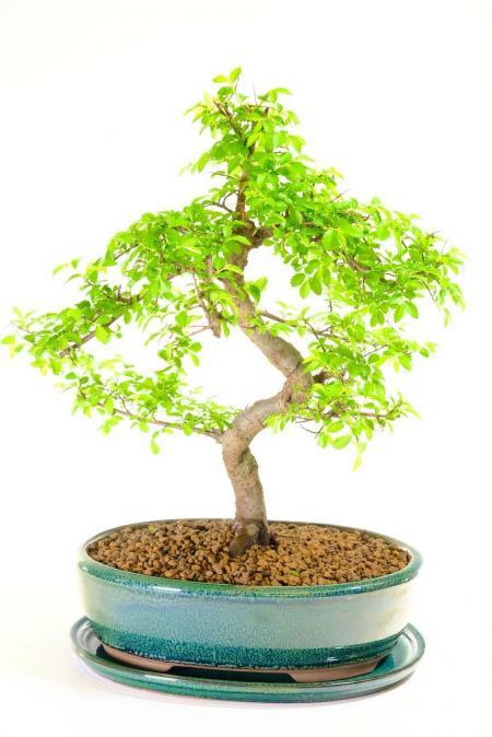 Picturesque Beginners Chinese Elm Indoor Bonsai featuring Elegant Curves