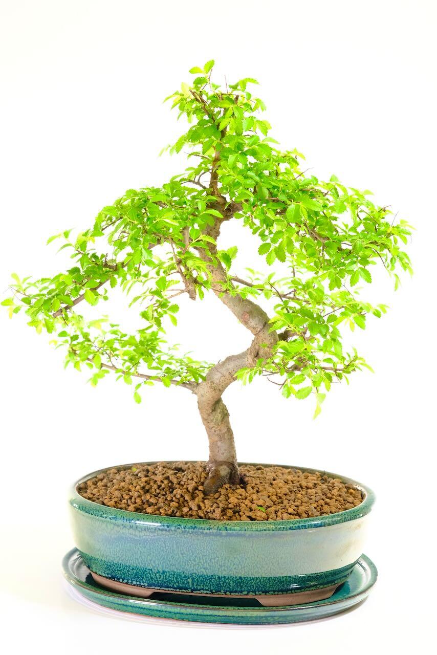 Picturesque Beginners Chinese Elm Indoor Bonsai featuring Elegant Curves