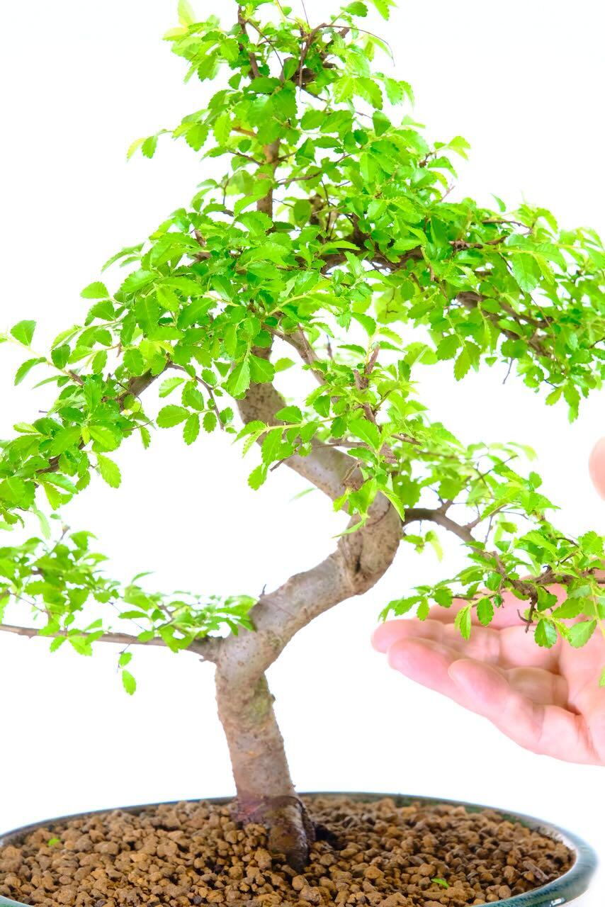 Naturally small leaves | very pretty