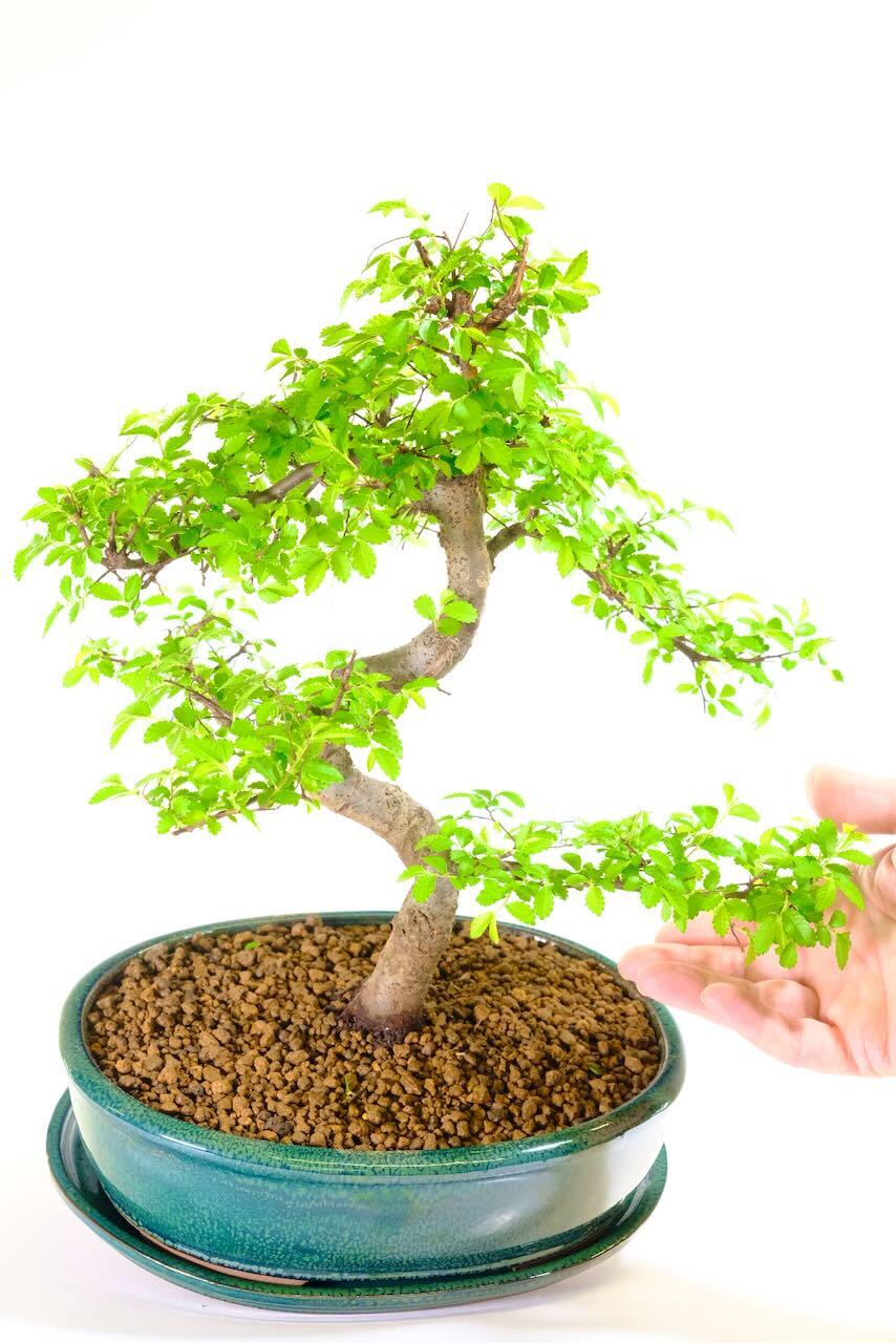 Fresh seasonal leaves of this Chinese Elm