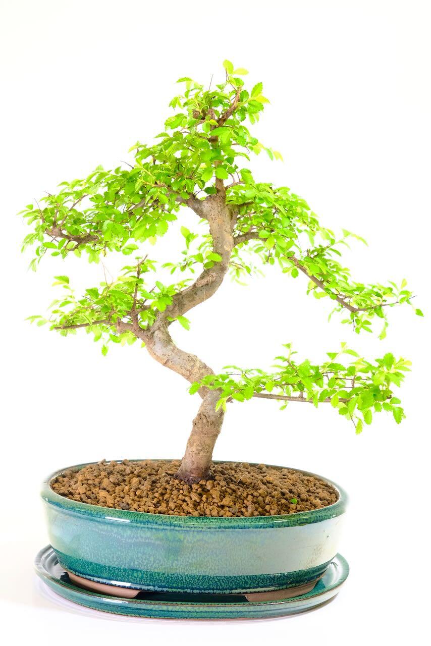 Beginners Chinese Elm Bonsai - Gentle Taper & Twisty Shape