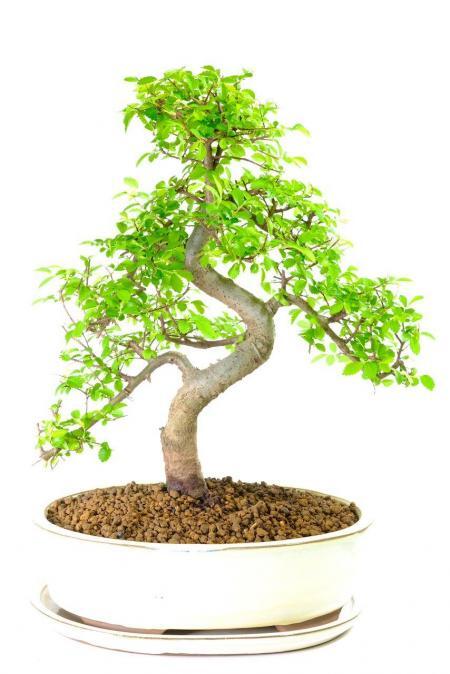 Incredible twisty Ulmus bonsai