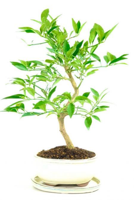 Mediterranean Lemon Bonsai Tree | 11-Year Citrus Limonquat with Blossoms & Fruit