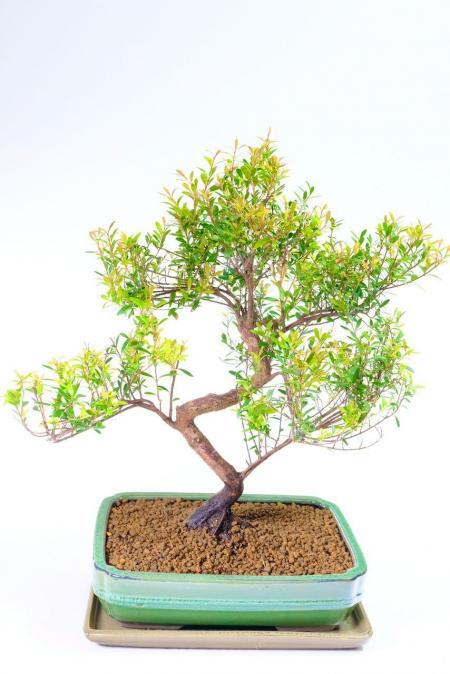 Incredible rose apple / myrtle bonsai tree