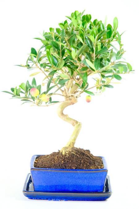 12-Year-Old Olive Bonsai Tree | Vibrant Foliage, S-Shaped Trunk & Exposed Roots [Fruiting Now]