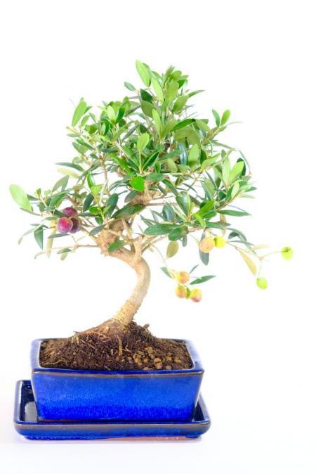 Impressive Olive Bonsai Plant - Powerful Trunk and Fantastic Foliage [Olive fruits!]