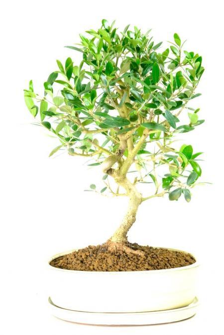 15-Year-Old Olive Bonsai Tree | Vibrant Foliage, S-Shaped Trunk & Exposed Roots