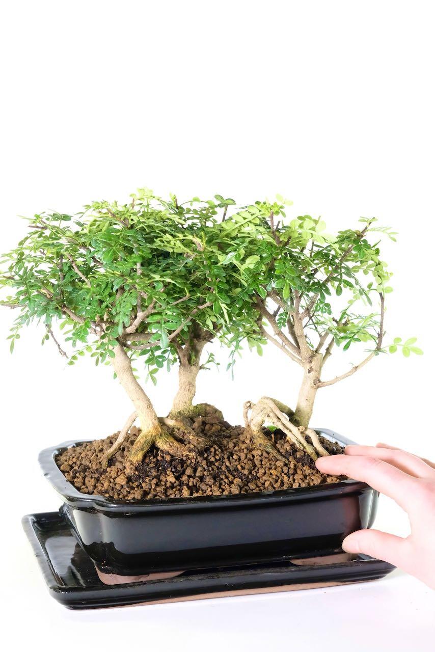 Lovely proportions and styling