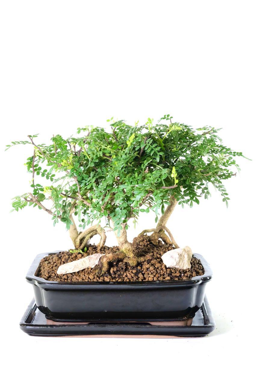 Great for beginners - feed once a week