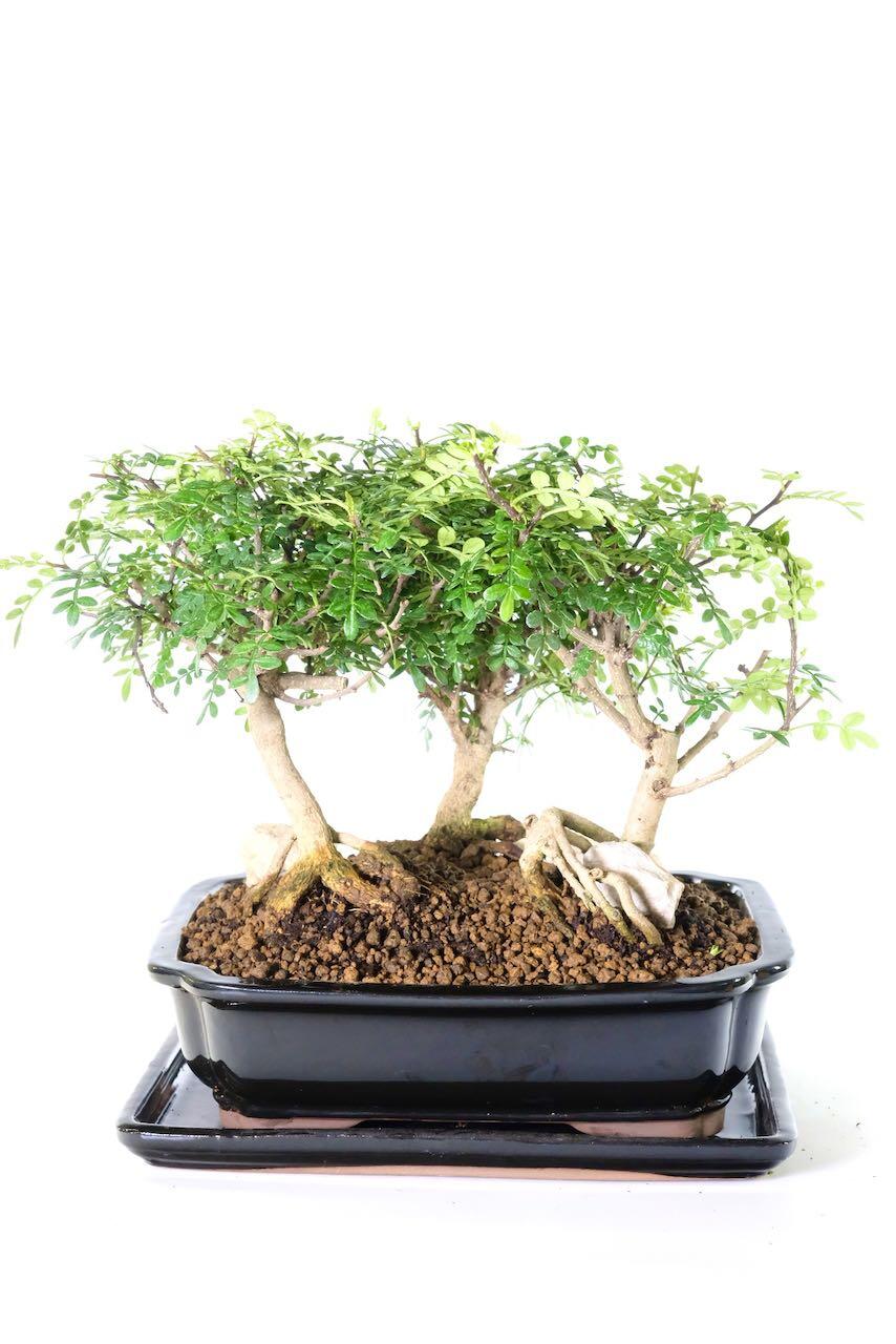 Potted into a black ceramic glazed pot with matching humidity tray