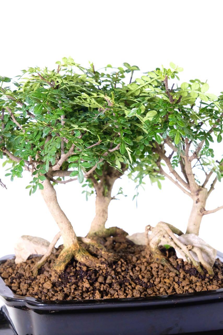 Indoor bonsai forest for sale