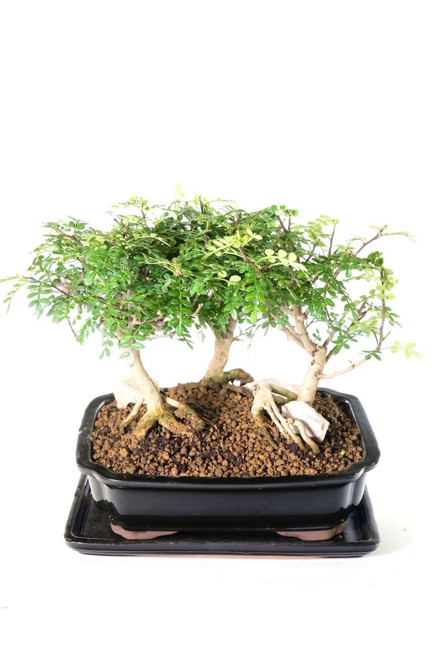 Aromatic pepper tree bonsai - zesty fragrance