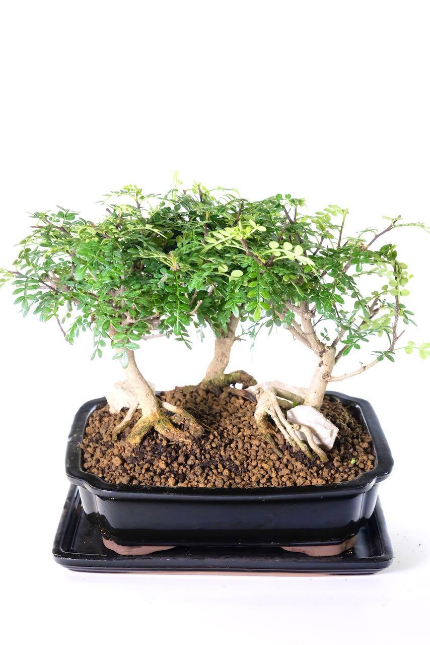 Wonderful exposed roots and pink rocks