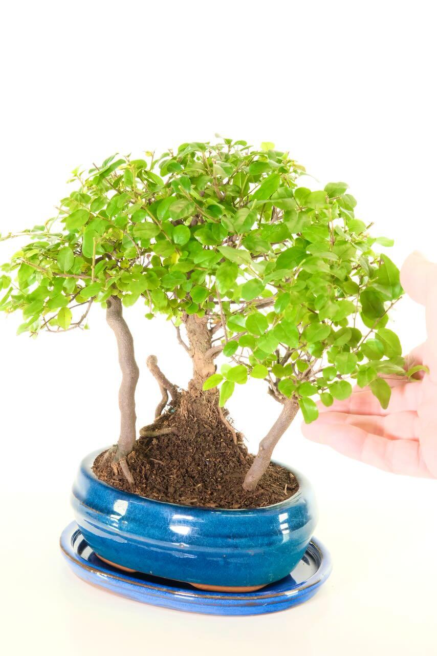 Small miniature indoor bonsai forest for sale