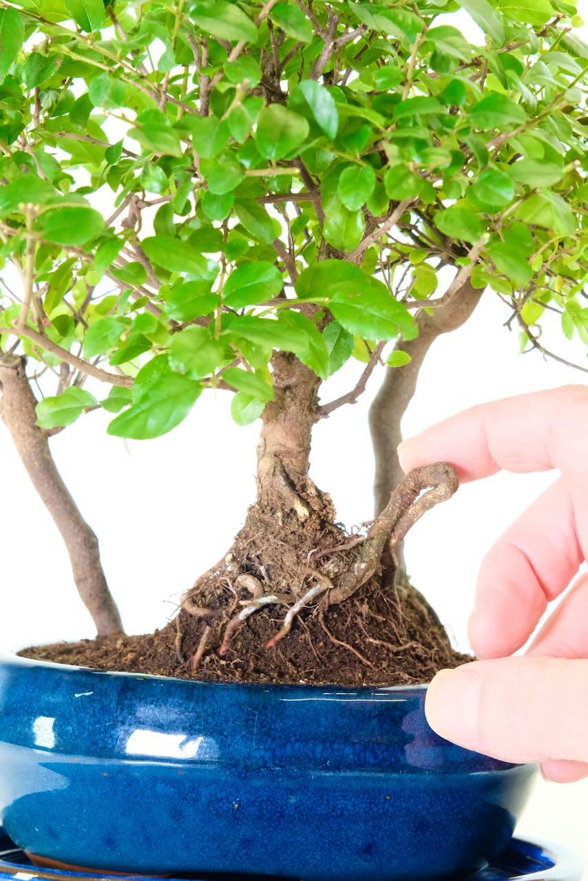 Close up photo of the roots