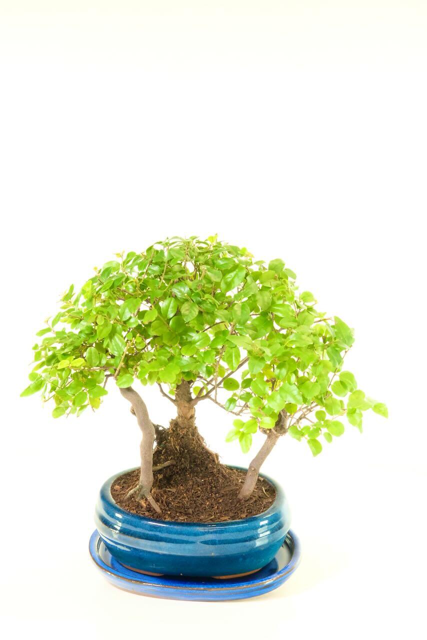 Miniature Indoor Bonsai Forest for Beginners