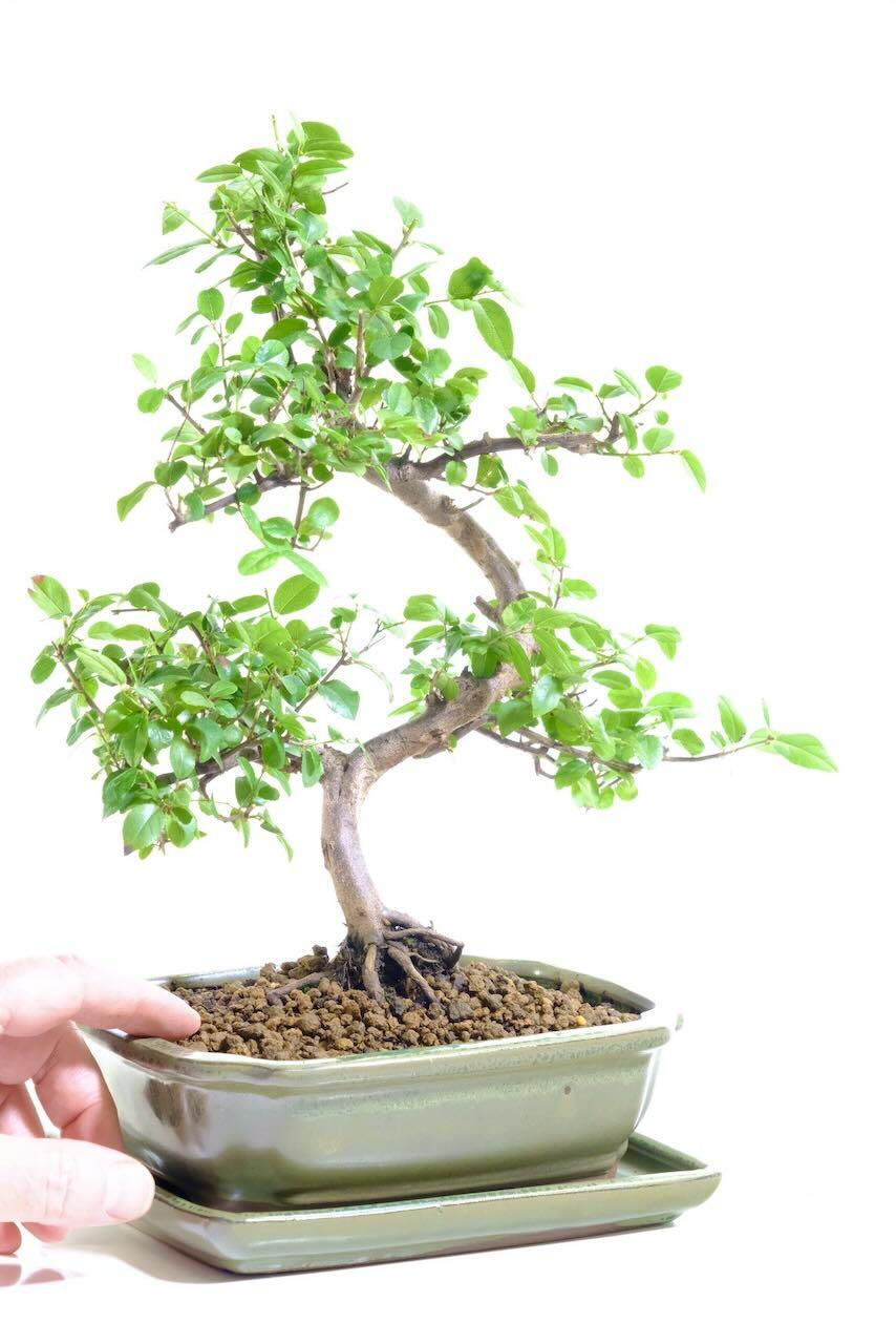 Comes potted in a metallic green ceramic pot with matching drip tray