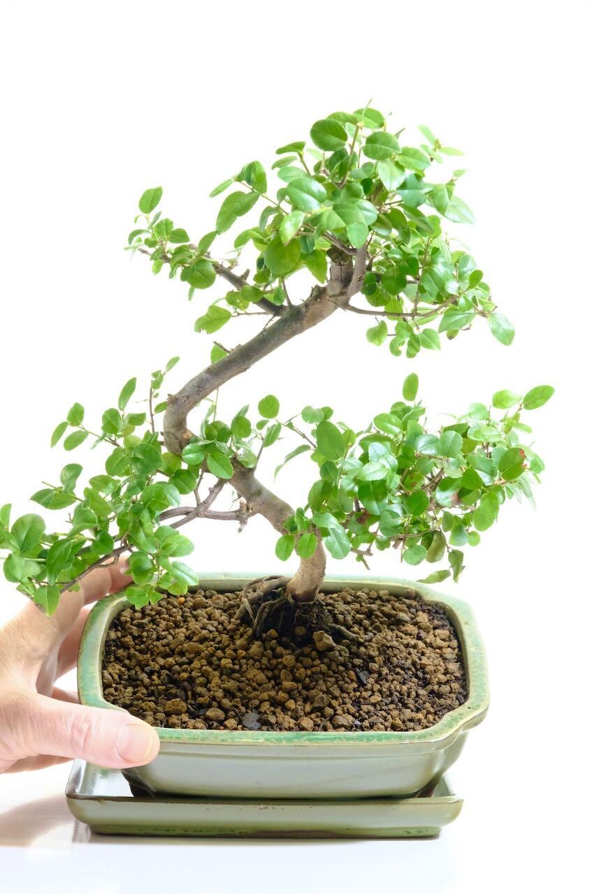 Lovely winding trunk with red-toned bark