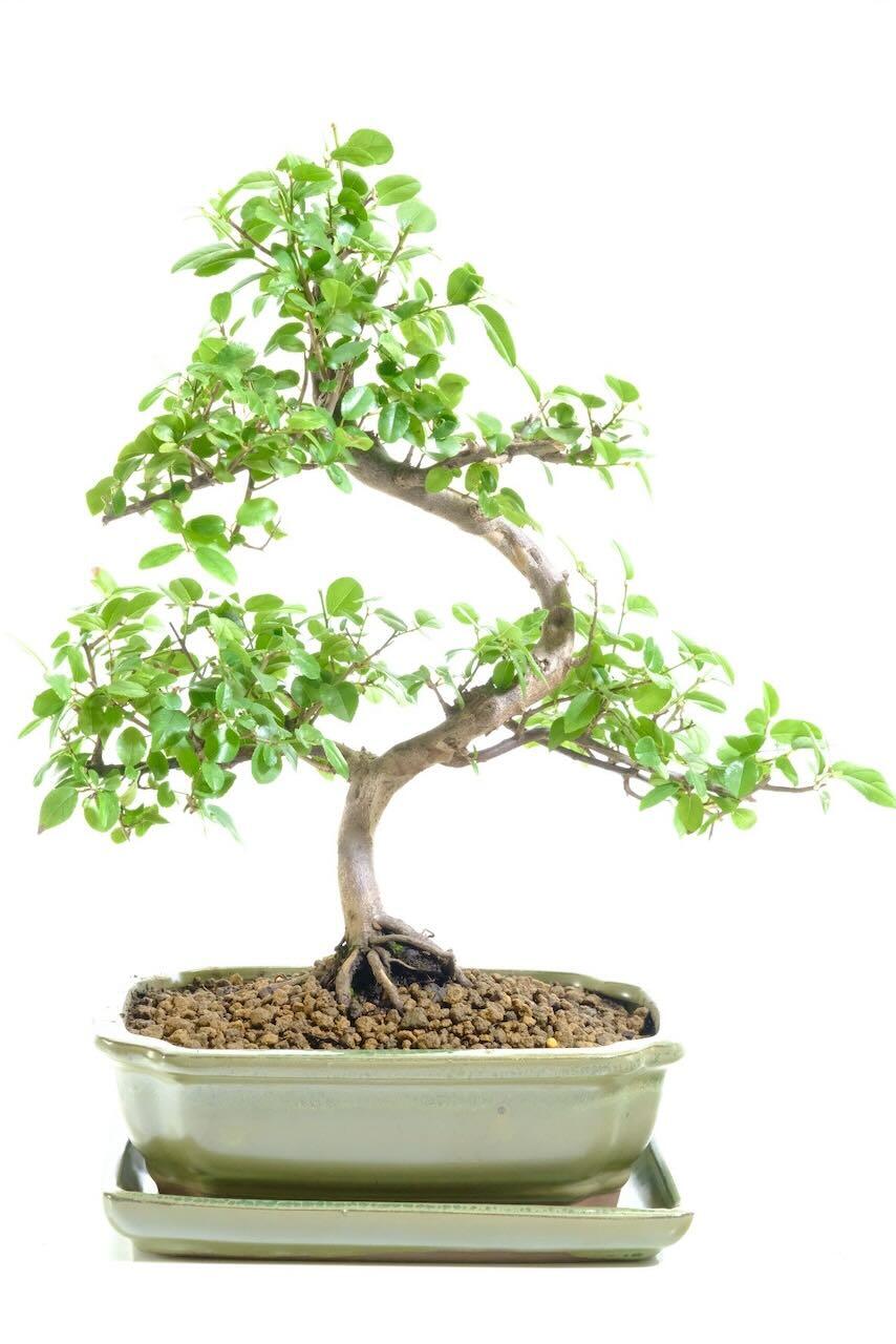Pretty twisty fruiting Chinese Sweet Plum bonsai tree for sale UK