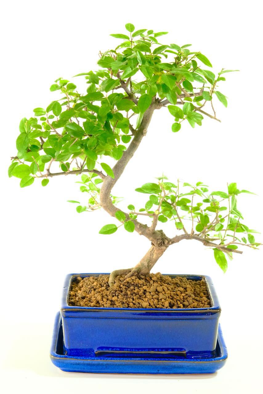 Beautifully stylised Sageretia bonsai in blue pot for sale
