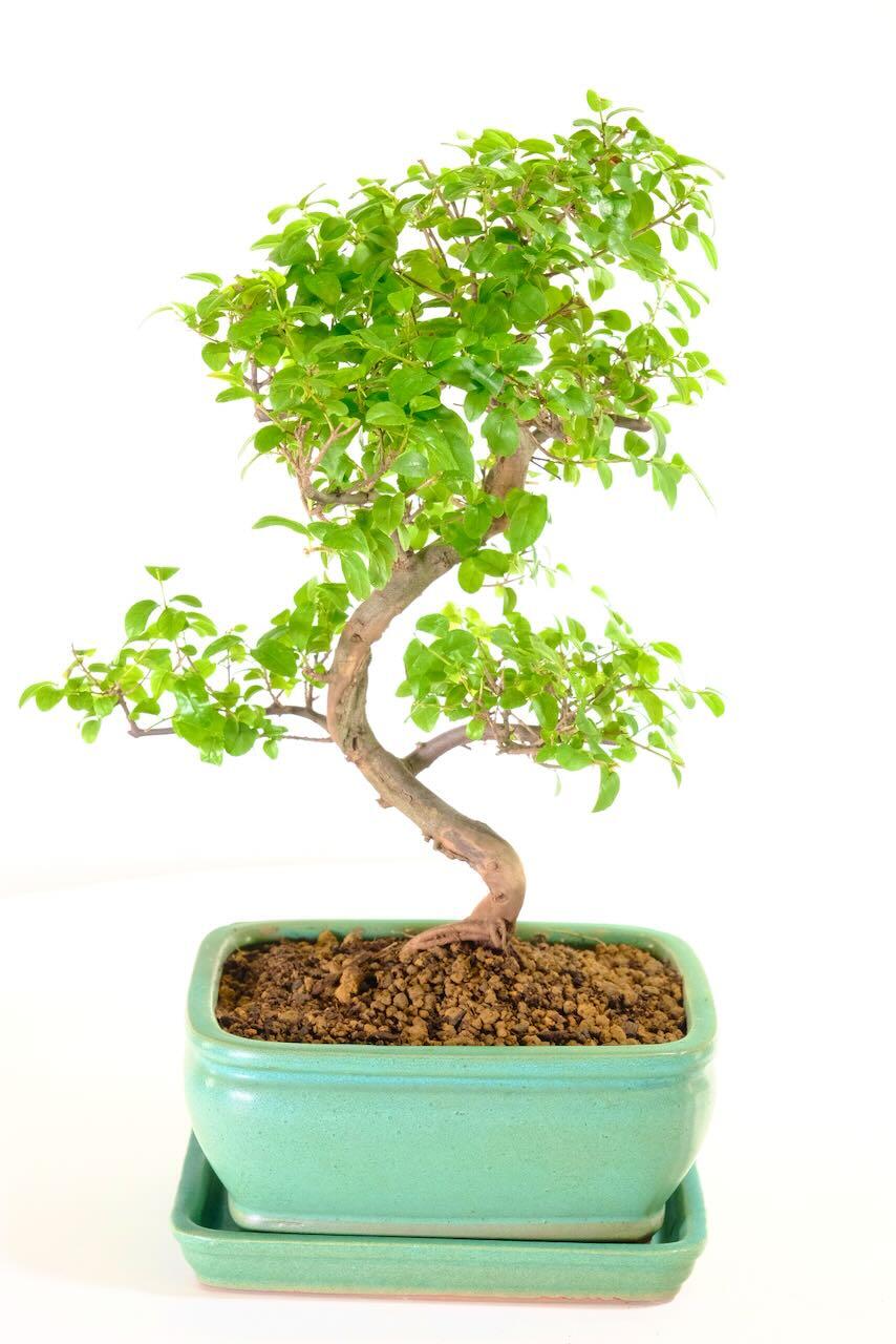 Premium S-Shaped Chinese Sweet Plum Bonsai
