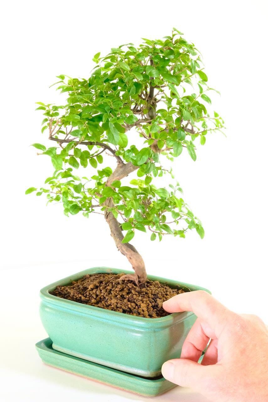 Premium S-Shaped Chinese Sweet Plum Bonsai for sale