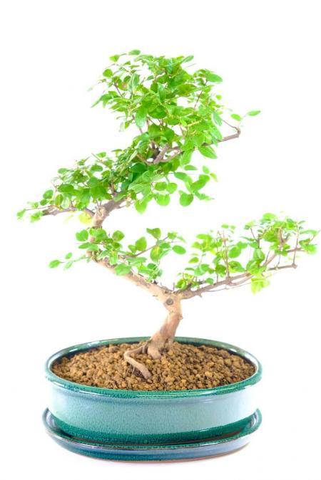 Bountiful Fruiting Indoor Sweet Plum Neat Bonsai Tree with Sensational Design - PREMIUM RANGE