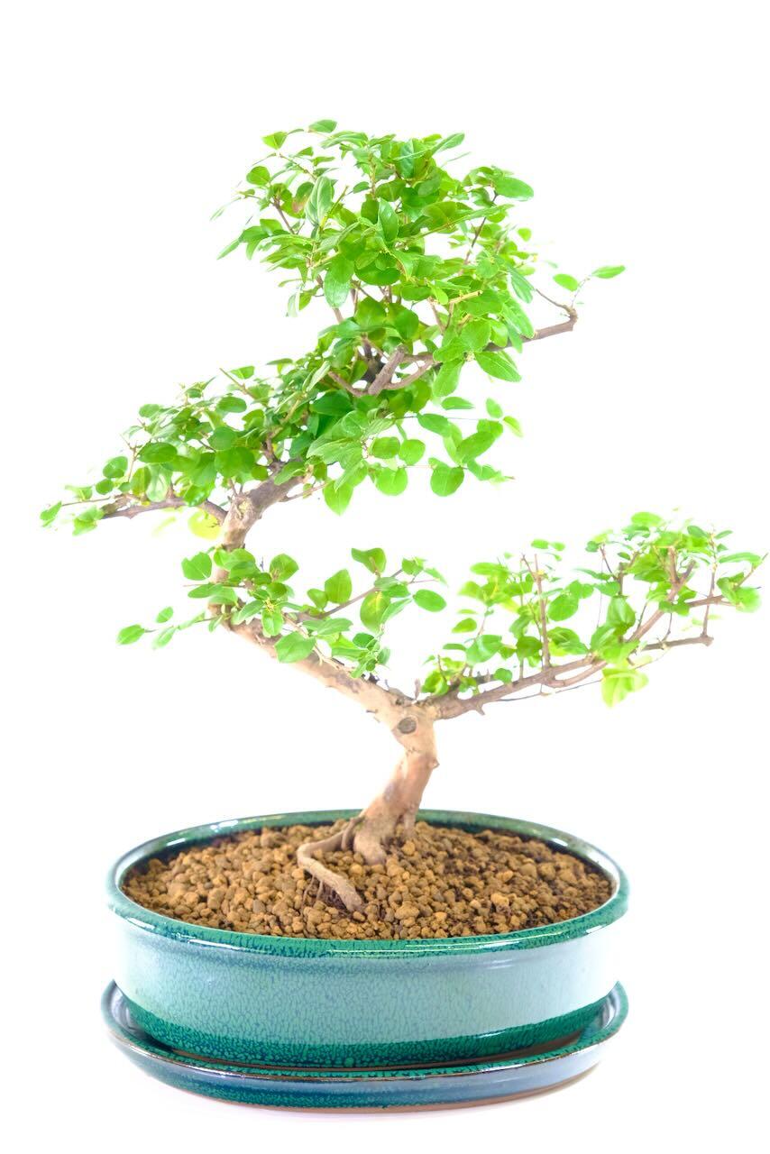 Bountiful Fruiting Indoor Sweet Plum Neat Bonsai Tree with Sensational Design - PREMIUM RANGE